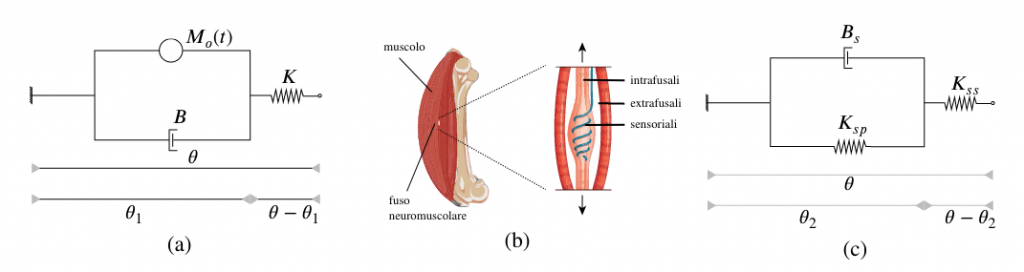 FIG. 1: Hill muscle model (a); relationship between muscle and neuromuscular spindle (b); Soechting's neuromuscular spindle model (c) where polar 𝐾𝑠𝑝 and nucleus 𝐾𝑠𝑠 stiffnesses are distinguished. Reflexes