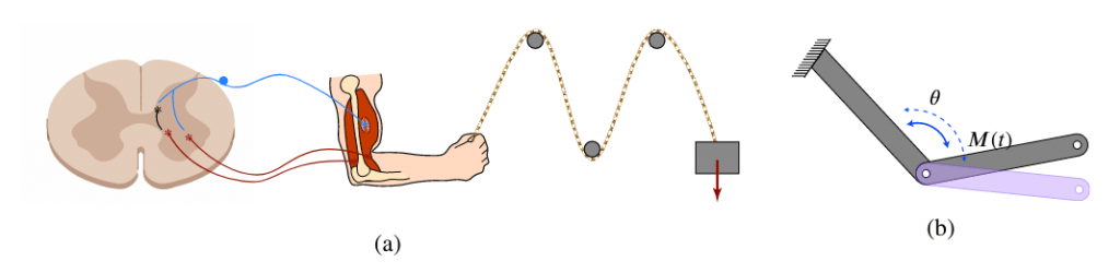 Schematic representation of the diagnostic test for the arm stretch reflex (a). The load is applied via a pulley and stimulates the neuromuscular spindle receptors which in turn stimulate the pathways of the reflex pathways within the spinal canal; degrees of freedom of the arm-forearm system (b) where torque is exerted by the muscle. Reflex