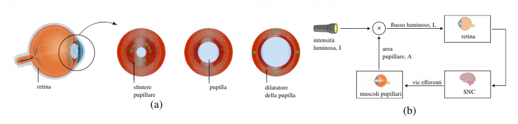 The stroma of the iris contains a layer of connective tissue rich in smooth muscle cells (a). A ring-shaped layer forms the constrictor muscle, or pupillary sphincter, while in the posterior face there is the dilator muscle of the pupil with the fibers arranged radially. The pupillary reflex control system (b) aimed at narrowing and dilating the pupil, via the upper pathways, according to the luminous flux incident on the retina. Reflexes