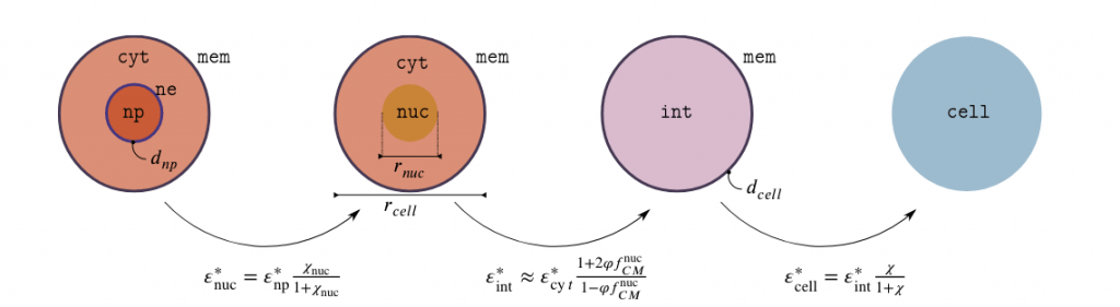 FIG. 2: Omogenizzazione secondo il modello double shell. Si affronta una doppia omogeneizzazione, prima per il nucleo passando ad un materiale omogeneo (nuc). Tale materiale viene poi omogenizzato con il citoplasma (omogeneizzazione rispetto al mezzo in cui è immersa una particella) e infine si omogenizza l’interno della cellula con la membrana. Quest’ultimo passaggio corrisponde all’omogeneizzazione single shell.