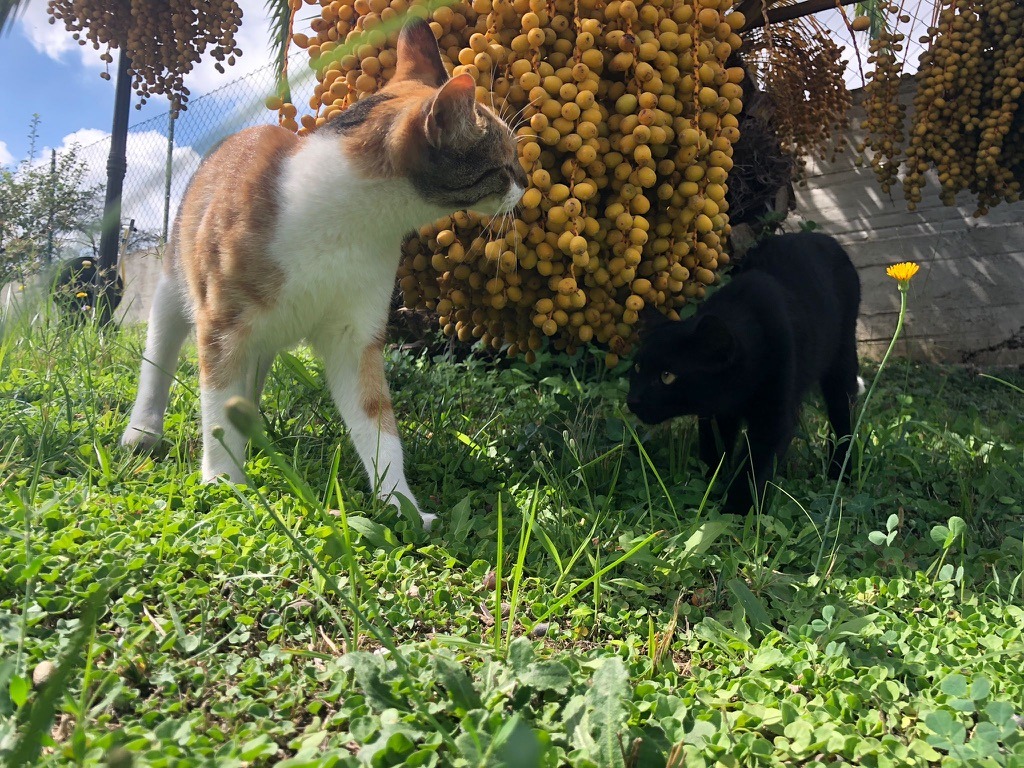 cat in september